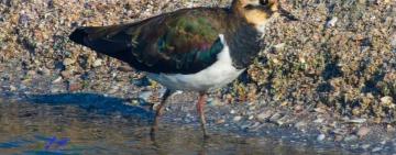 На Одещину повернулися перелітні птахи