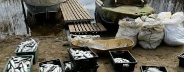 На Одещині браконьєри наловили риби майже на 3 мільйона гривень