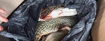40 кілограмів ікряної щуки виявили в рейсовому автобусі «Одеса-Рені»