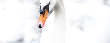 На озері Ялпуг виявлено захворювання - грип птиці