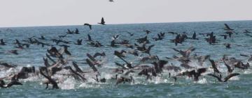 Професійні ловці риби на Тузлівських лиманах