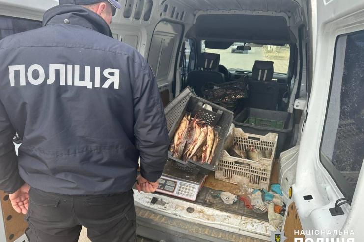 Збитки – 700 000 грн: мешканець Рені перевозив рибу невідомого походження, у тому числі червонокнижну