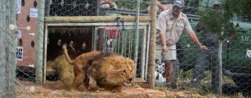 Як їм личить воля: врятовані з українського звіринця леви Цар і Джаміль повернулися в Південну Африку!