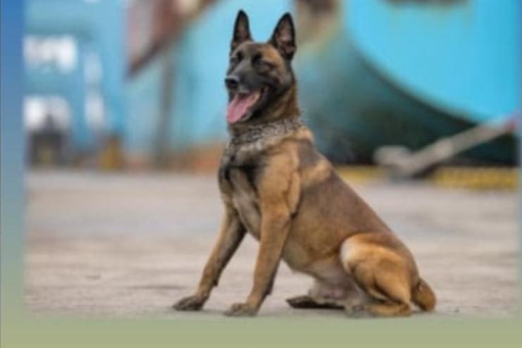 У пункті пропуску «Орлівка» встановили пам’ятний знак службовому собаці Одеської митниці Боцману, який помер під час несення служби після ворожої атаки БПЛА