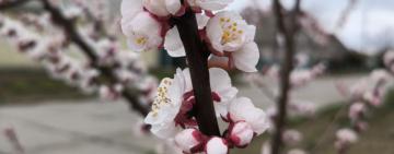 «Скоро — майже літо»: коли в Україні припиняться дощі і почнеться потепління