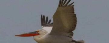 На Одещину прилетіли рожеві пелікани