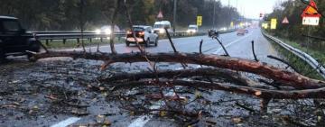 В Одесі через негоду повалені дерева та підтопленні вулиці
