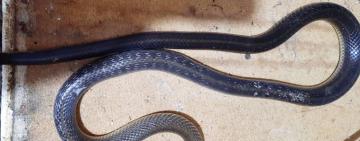 Заповзла аж в будинок: на Одещині змія вкусила чоловіка