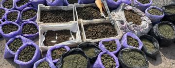 У 19 регіонах України, включаючи Одещину, діяла мережа наркозбуту