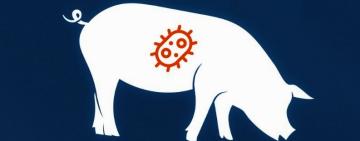 На Одещині виявлено спалах африканської чуми свиней