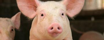 В Україні збільшується поголів’я свиней в усіх категоріях господарств