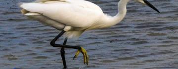 Покинули гнізда через війну: на Одещину повернулися чаплі