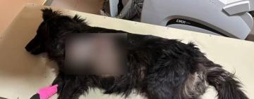 "Дістали три уламки": стан собаки, який був поранений під час ракетного удару по Одещині