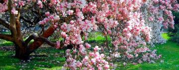 В Кілії з’явиться магнолієвий сад