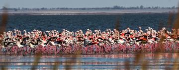 Фламінго, які прилетіли в Одеську область, поки що не можуть звити гнізда - їм заважають люди
