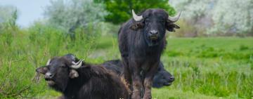 На острові на Одещині поселили ще 6 водяних буйволиць