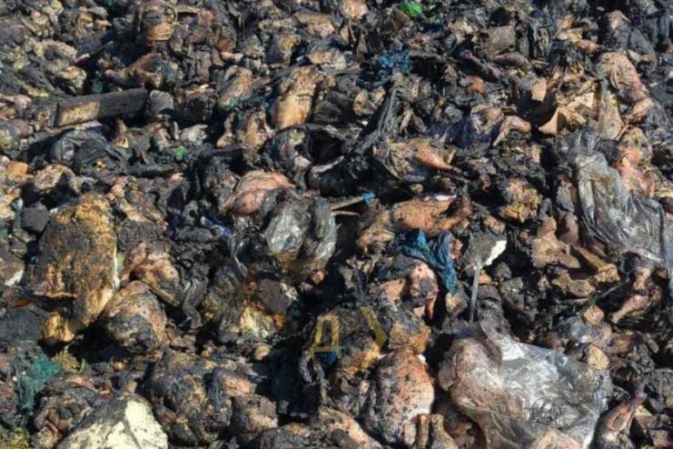 Під Одесою намагаються незаконно утилізувати тонни м`яса з місця прильоту ракети