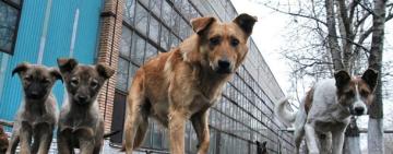 В Кілії стартувала міська програма зі стерилізації безпритульних тварин