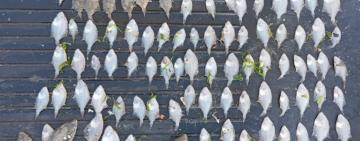 На Одещині  браконьєр наловив камбали і креветок майже на 5,5 млн гривень  