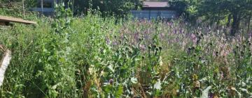 На Одещині квартиранти поцупили речі господарки, а натомість залишили поле з наркотиками