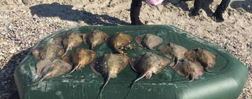 У нацпарку на Одещині браконьєри наловили морських скатів попри усі можливі заборони