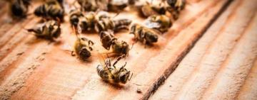 Втратив тисячі доларів прибутку: на Одещині пасічник показав купи мертвих бджіл (відео)