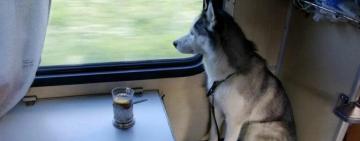 «Укрзалізниця» ініціювала оновлення правил перевезення тварин і вже подала зміни на затвердження