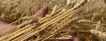 ОДЕЩИНА ПЕРЕВАЛИЛА ПОЗНАЧКУ В 1,5 МЛН ТОНН ЗЕРНА