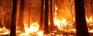 В Болградському районі горіли чагарники, вогонь перекинувся на лісовий масив