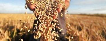 В БОЛГРАДСЬКОМУ РАЙОНІ ЗАВЕРШЕНО ЗБИРАННЯ РАННІХ ЗЕРНОВИХ ТА ЗЕРНОБОБОВИХ КУЛЬТУР