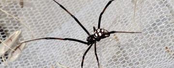 Через спеку на Одещині побільшало отруйних павуків: як вберегтися
