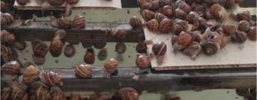 Одещина нарощує експорт равликів