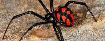  В Болградському районі 72-річного чоловіка вкусив каракурт