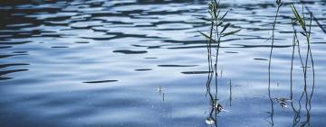 Черговий нещасний випадок на водоймі: на Одещині під час купання зник чоловік