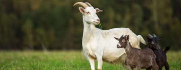 На кордоні з Україною виявлено спалах нової вірусної хвороби: вся Ізмаїльщина під загрозою