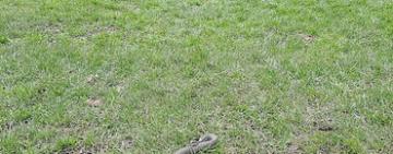 В Ізмаїлі на одному з дитячих майданчиків виявили змію