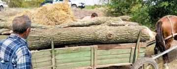 На Одещині виявлено факти незаконного знищення дерев: порушники притягнуті до відповідальності