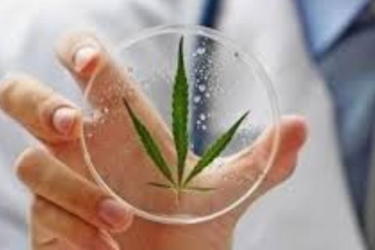 В Україні набув чинності закон про медичний канабіс