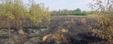 НА ОДЕЩИНІ ЖІНКА ВИРІШИЛА СПАЛИТИ ЗАЛИШКИ СУХОЇ РОСЛИННОСТІ, А ВОГОНЬ ЗНИЩІВ 700 КВ М ЗЕМЛІ