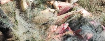 В Болградському районі виявлено браконьєра: завдано збитків на значну суму 