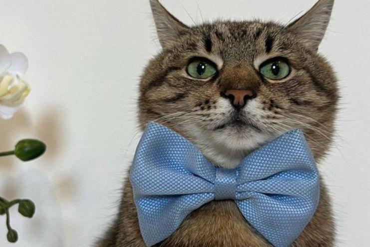 В Україні восени з’являться електронні ветпаспорти для песиків та котиків, – Мінагро