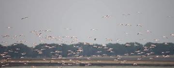 Фламінго залишаються на лиманах Одещини