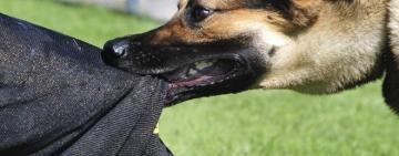 На Одещині 66 людей постраждали від укусів тварин впродовж минулого тижня