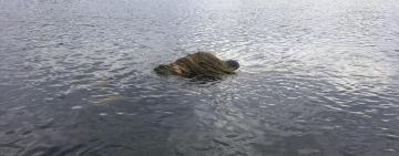 Тіло чоловіка виявили в Дністрі на кордоні з Молдовою