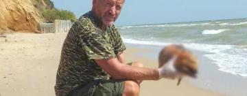 На узбережжя Національного природного парку "Тузлівські лимани" на Одещині винесло мертвого дитинча дельфіна 