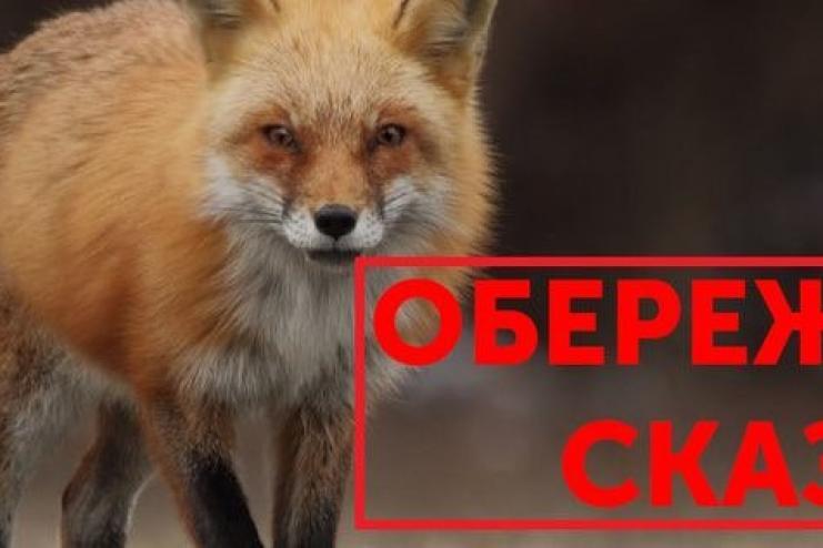 Частину міста на Одещині визнано неблагополучною через сказ тварин