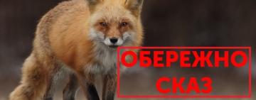 Частину міста на Одещині визнано неблагополучною через сказ тварин