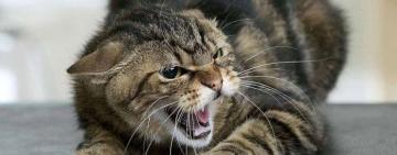 Спалах сказу на Одещині: смертельний вірус виявили в домашнього кота