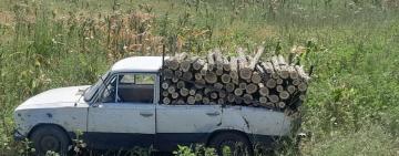 23-річний житель Одещини напиляв 30 дерев у полезахисній смузі