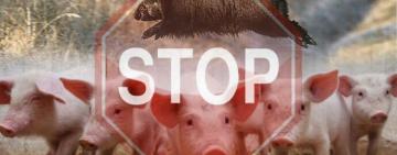 Увага! Африканська чума свиней виявлена на Одещині